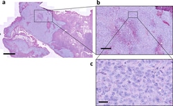 Rat IgG2a kappa Isotype Control (eBR2a), eBioscience , Invitrogen:Anticuerpos:Controles