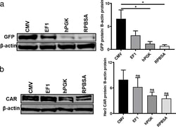 Invitrogen Goat anti-Mouse IgG (H+L) Highly Cross-Adsorbed Secondary Antibody,