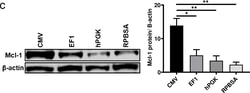 Invitrogen Goat anti-Rabbit IgG (H+L) Highly Cross-Adsorbed Secondary Antibody,
