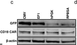 Invitrogen Goat anti-Mouse IgG (H+L) Highly Cross-Adsorbed Secondary Antibody,