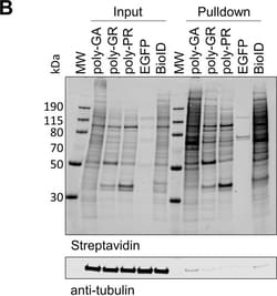 Invitrogen Goat anti-Mouse IgG (H+L) Highly Cross-Adsorbed Secondary Antibody,
