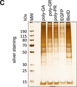 Invitrogen Goat anti-Mouse IgG (H+L) Highly Cross-Adsorbed Secondary Antibody,