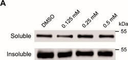 Invitrogen Goat anti-Mouse IgG Fc Secondary Antibody, HRP 2 mL; HRP:Antibodies,