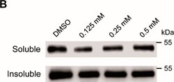 Invitrogen Goat anti-Mouse IgG Fc Secondary Antibody, HRP 2 mL; HRP:Antibodies,