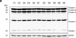Invitrogen Goat anti-Mouse IgG (H+L) Secondary Antibody, DyLight 488 1