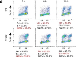 Invitrogen Goat anti-Rat IgG (H+L) Cross-Adsorbed Secondary Antibody, DyLight 488 500 &mu;g | Buy Online | Invitrogen&trade; | Fisher Scientific