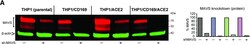 Invitrogen Goat anti-Rabbit IgG (H+L) Secondary Antibody, DyLight 800 4X