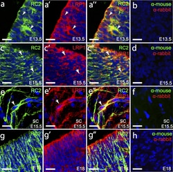 Invitrogen F(ab')2-Goat anti-Mouse IgG, IgM (H+L) Secondary Antibody, Alexa