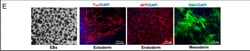 Invitrogen Goat anti-Mouse IgG (H+L) Cross-Adsorbed Secondary Antibody,