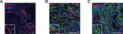 Invitrogen Goat anti-Mouse IgG (H+L) Cross-Adsorbed Secondary Antibody,