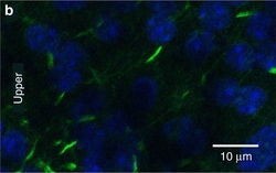 Invitrogen Goat anti-Mouse IgG (H+L) Cross-Adsorbed Secondary Antibody,