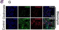 Invitrogen Goat anti-Mouse IgG (H+L) Cross-Adsorbed Secondary Antibody,