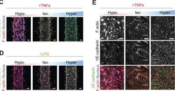 Invitrogen Goat anti-Mouse IgG (H+L) Cross-Adsorbed Secondary Antibody,