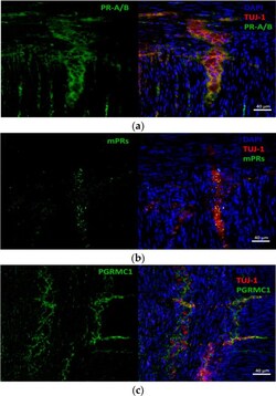 Invitrogen Goat anti-Mouse IgG (H+L) Cross-Adsorbed Secondary Antibody,