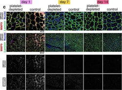 Invitrogen Goat anti-Mouse IgM (Heavy chain) Cross-Adsorbed Secondary Antibody, Alexa Fluor 555 500 &mu;g | Buy Online | Invitrogen&trade; | Fisher Scientific