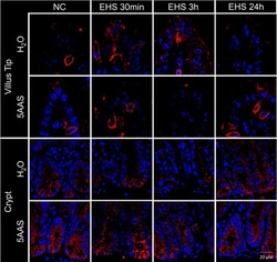 Invitrogen Goat anti-Rabbit IgG (Heavy chain) Superclonal Secondary Antibody,
