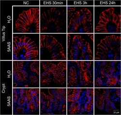 Invitrogen Goat anti-Rabbit IgG (Heavy chain) Superclonal Secondary Antibody,