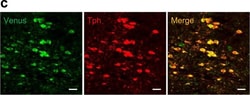 Invitrogen Donkey anti-Sheep IgG (H+L) Cross-Adsorbed Secondary Antibody,
