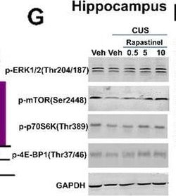 Invitrogen Goat anti-Rabbit IgG (H+L) Highly Cross-Adsorbed Secondary Antibody,