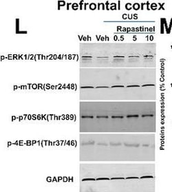 Invitrogen Goat anti-Rabbit IgG (H+L) Highly Cross-Adsorbed Secondary Antibody,