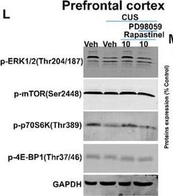 Invitrogen Goat anti-Rabbit IgG (H+L) Highly Cross-Adsorbed Secondary Antibody,