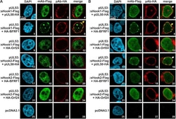 Invitrogen Goat anti-Mouse IgG (H+L) Cross-Adsorbed Secondary Antibody,