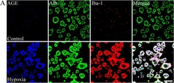 Invitrogen Goat anti-Mouse IgG (H+L) Cross-Adsorbed Secondary Antibody,
