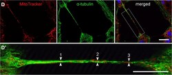 Invitrogen Goat anti-Mouse IgG (H+L) Cross-Adsorbed Secondary Antibody,