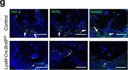 Invitrogen Goat anti-Rabbit IgG (H+L) Cross-Adsorbed Secondary Antibody,