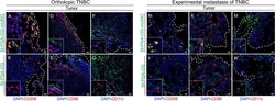 Invitrogen Goat anti-Syrian Hamster IgG (H+L) Cross-Adsorbed Secondary