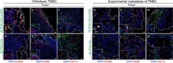 Invitrogen Goat anti-Syrian Hamster IgG (H+L) Cross-Adsorbed Secondary