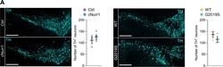 Invitrogen Goat anti-Mouse IgG (H+L) Cross-Adsorbed Secondary Antibody,