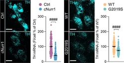 Invitrogen Goat anti-Mouse IgG (H+L) Cross-Adsorbed Secondary Antibody,