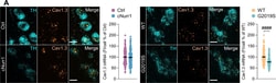 Invitrogen Goat anti-Mouse IgG (H+L) Cross-Adsorbed Secondary Antibody,