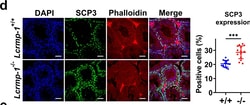 Invitrogen Goat anti-Mouse IgG (H+L) Cross-Adsorbed Secondary Antibody,