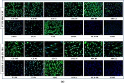 Invitrogen Goat anti-Mouse IgG (H+L) Cross-Adsorbed Secondary Antibody,