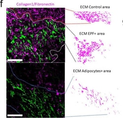 Invitrogen Goat anti-Rabbit IgG (H+L) Cross-Adsorbed Secondary Antibody,