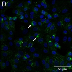 Invitrogen Goat anti-Rabbit IgG (H+L) Cross-Adsorbed Secondary Antibody,