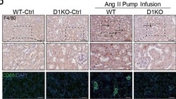 Invitrogen Goat anti-Mouse IgG (H+L) Cross-Adsorbed Secondary Antibody,