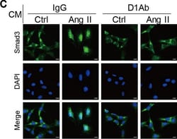 Invitrogen Goat anti-Mouse IgG (H+L) Cross-Adsorbed Secondary Antibody,