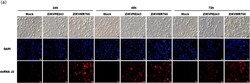 Invitrogen Donkey anti-Mouse IgG (H+L) Highly Cross-Adsorbed Secondary