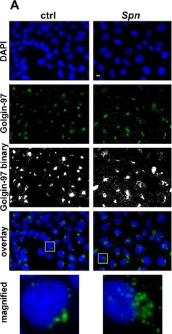 Invitrogen Goat anti-Mouse IgG (H+L) Cross-Adsorbed Secondary Antibody,