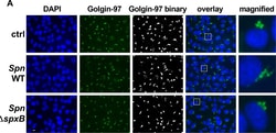 Invitrogen Goat anti-Mouse IgG (H+L) Cross-Adsorbed Secondary Antibody,