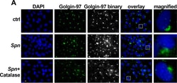 Invitrogen Goat anti-Mouse IgG (H+L) Cross-Adsorbed Secondary Antibody,