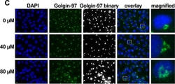 Invitrogen Goat anti-Mouse IgG (H+L) Cross-Adsorbed Secondary Antibody,