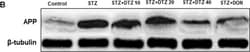Invitrogen Goat anti-Rabbit IgG (H+L) Highly Cross-Adsorbed Secondary Antibody,
