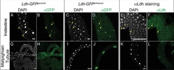 Invitrogen Goat anti-Rabbit IgG (H+L) Cross-Adsorbed ReadyProbes Secondary