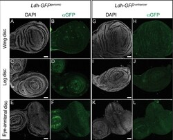 Invitrogen Goat anti-Rabbit IgG (H+L) Cross-Adsorbed ReadyProbes Secondary