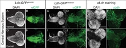 Invitrogen Goat anti-Rabbit IgG (H+L) Cross-Adsorbed ReadyProbes Secondary