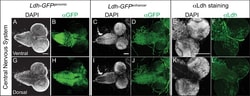 Invitrogen Goat anti-Rabbit IgG (H+L) Cross-Adsorbed ReadyProbes Secondary